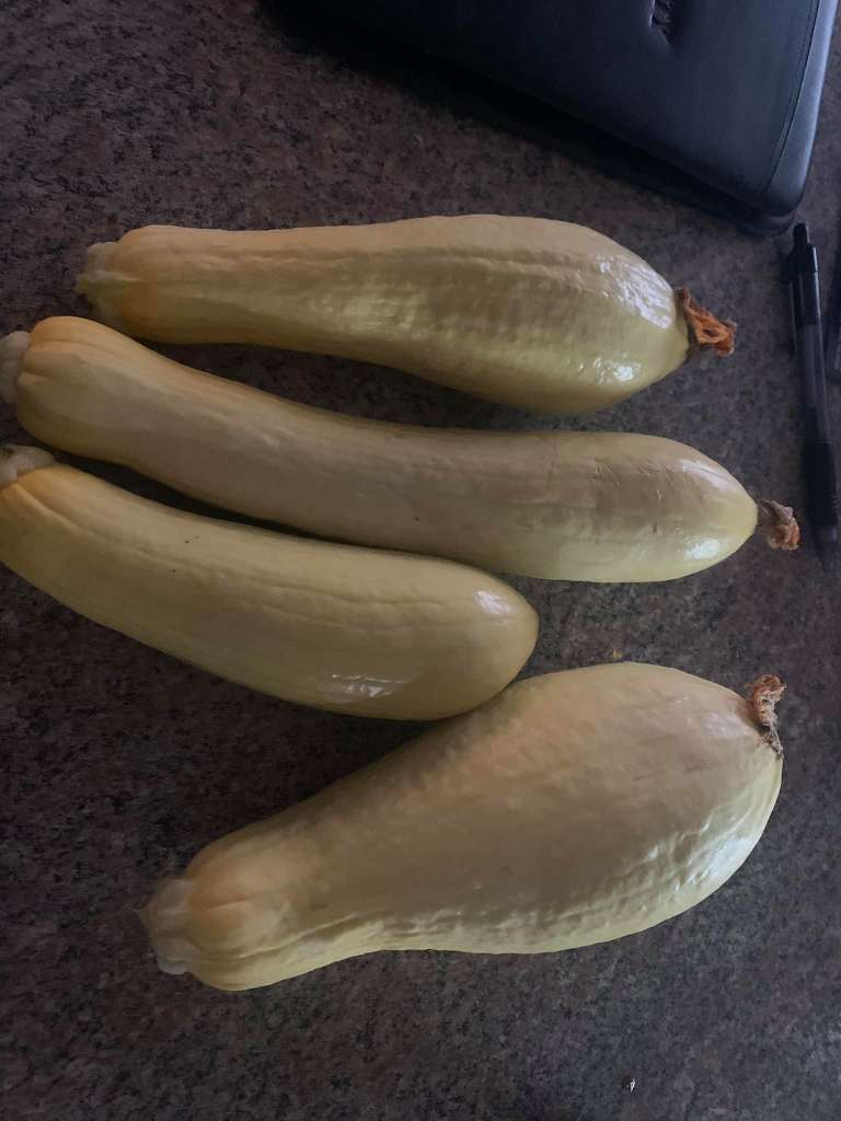 The Best Companion Planting for Squash