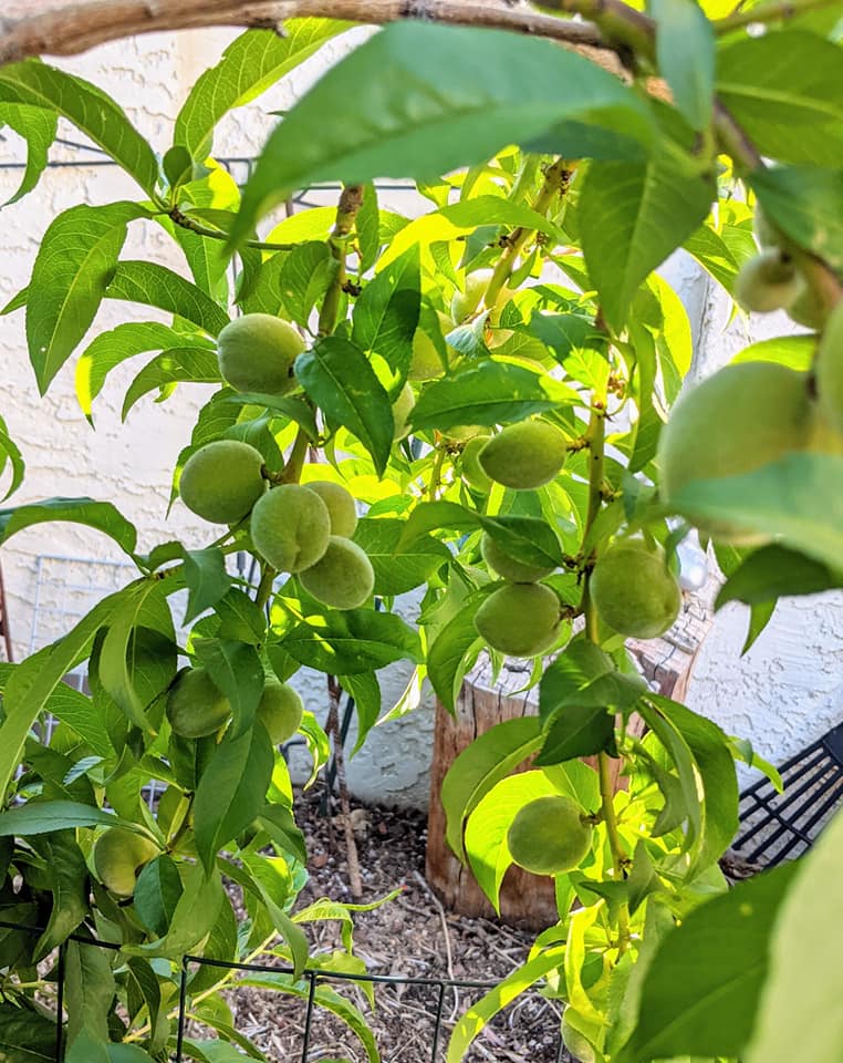 The Top Companion Planting for Peaches