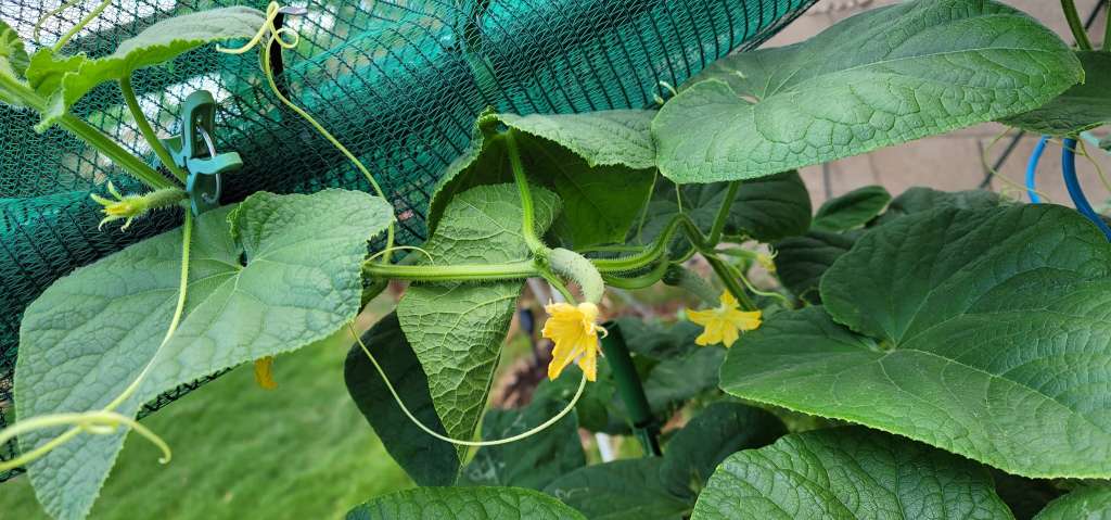 Tips for Growing Companion Plants with Cucumbers