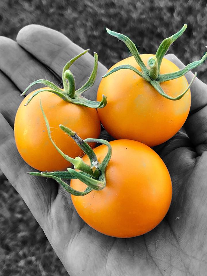 Tomatoes as Companion Plants for Basil