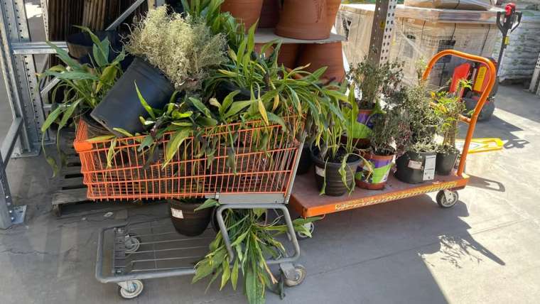 The Best Companion Planting for Lavender