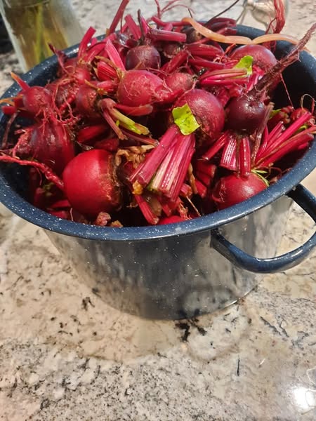 Best Companion Planting for Beets