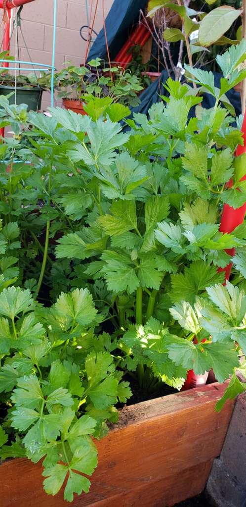 Best Companion Planting for Celery