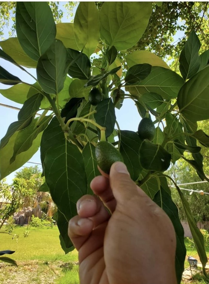 Best Companion Plants for Avocado Trees