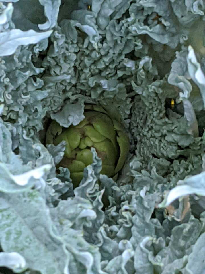 Companion Planting for Artichokes