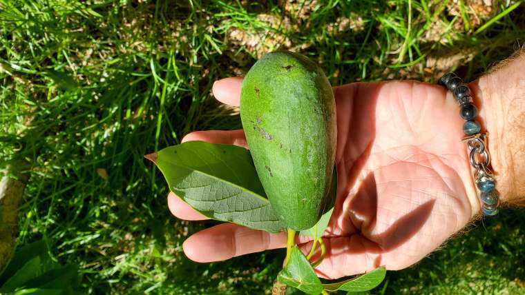 The Best Companion Planting for Avocado Trees