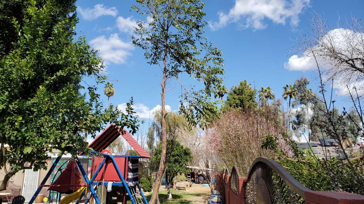 Companion Planting for Beets: A Comprehensive Guide