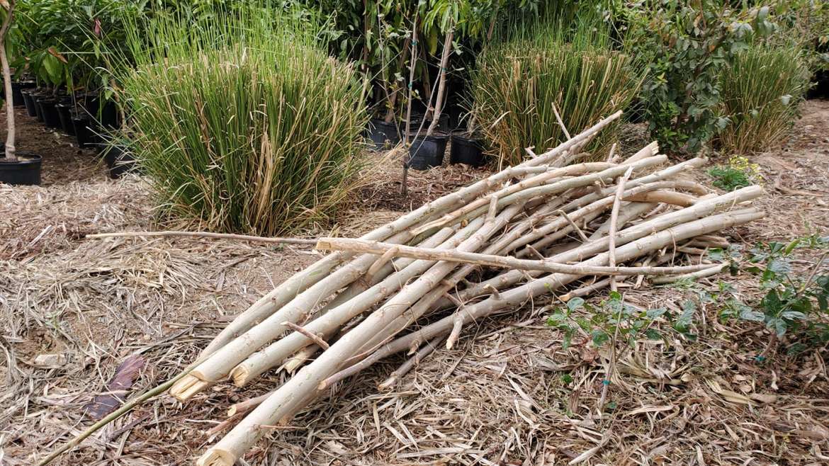 Companion Planting for Celery: The Ultimate Guide