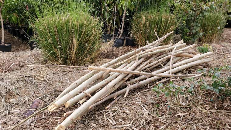 Companion Planting for Celery: The Ultimate Guide