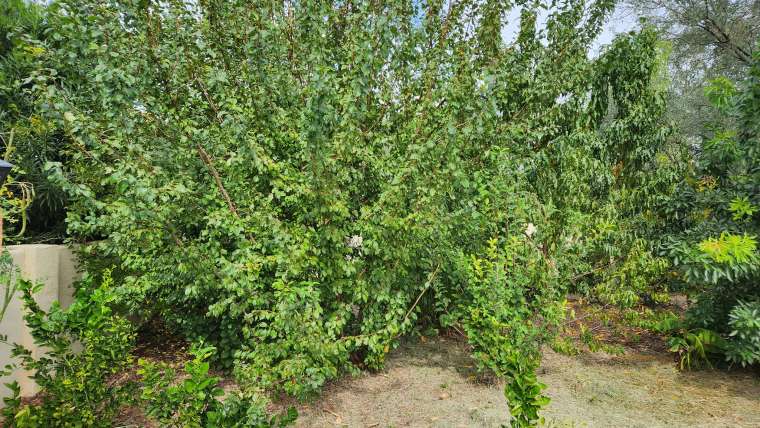 The Best Companion Planting for Comfrey