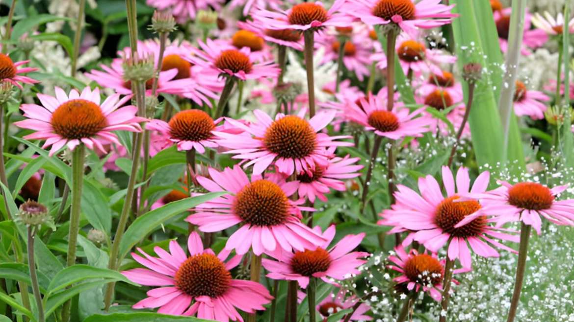 The Best Companion Planting for Echinacea