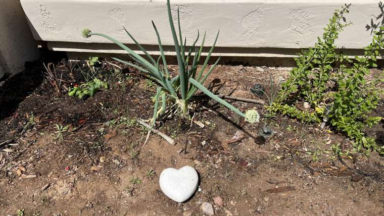 The Best Companion Planting for Leeks