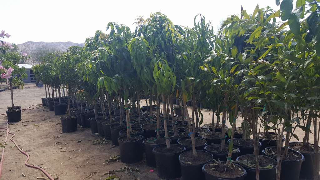 Why You Should Consider Companion Planting for Mango Trees