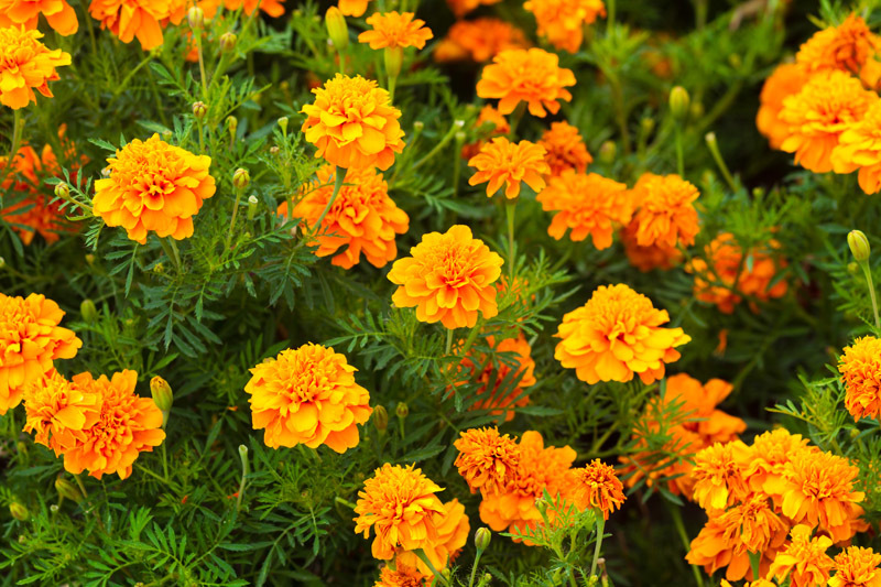 The Best Companion Planting for Marigolds