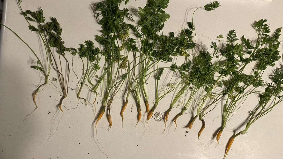 The Best Companion Planting for Parsnips