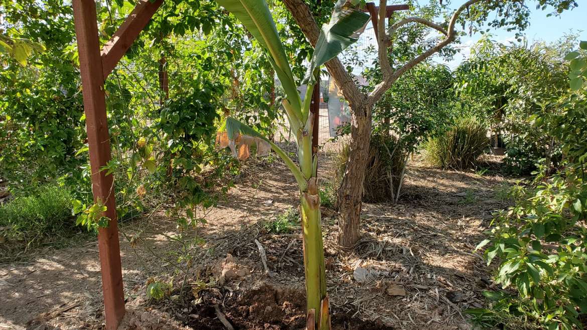 The Best Companion Planting for Rhubarb