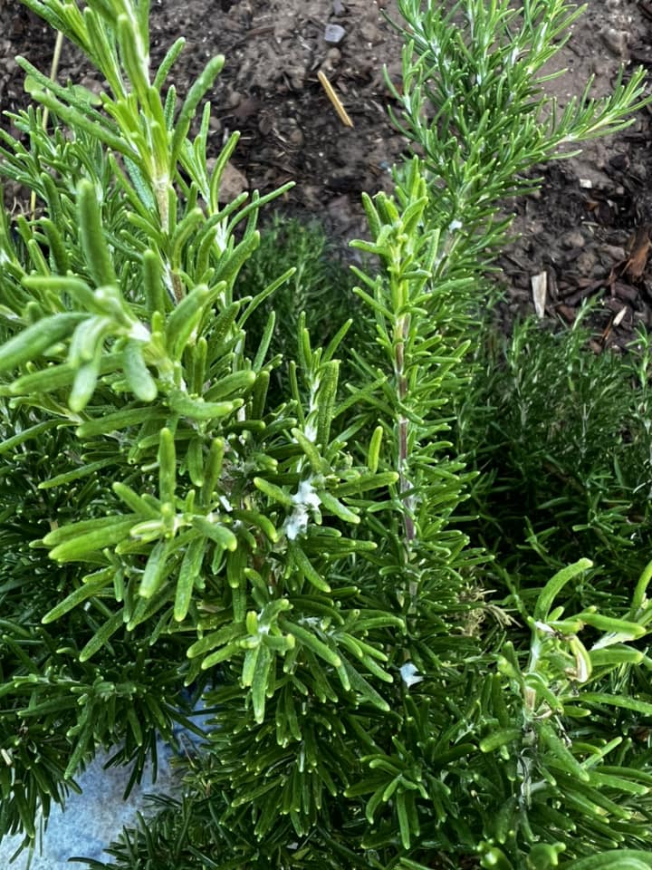 Companion Planting for Rosemary