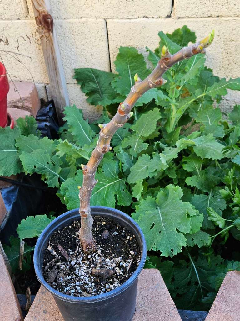 Garden waking up in spring