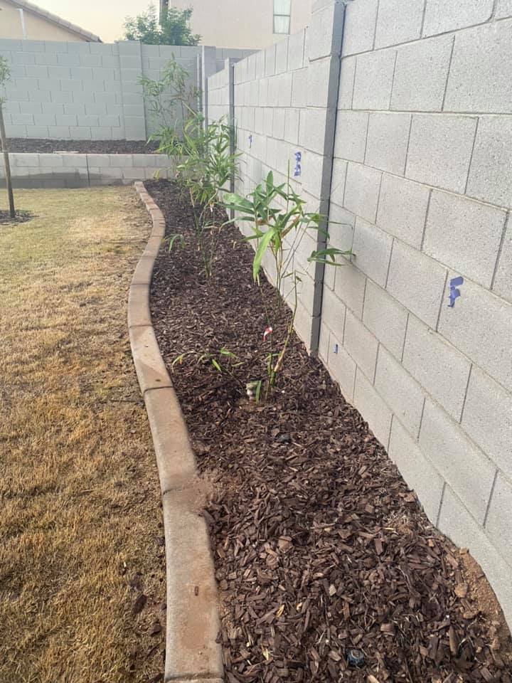 Best Companion Plants for Shallots