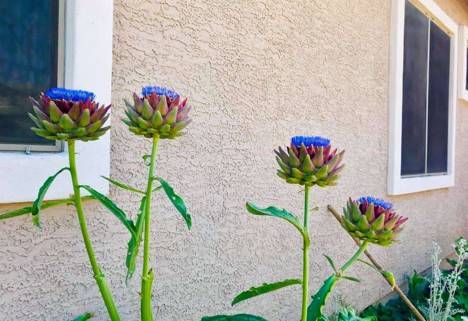 The Best Companion Planting for Artichokes