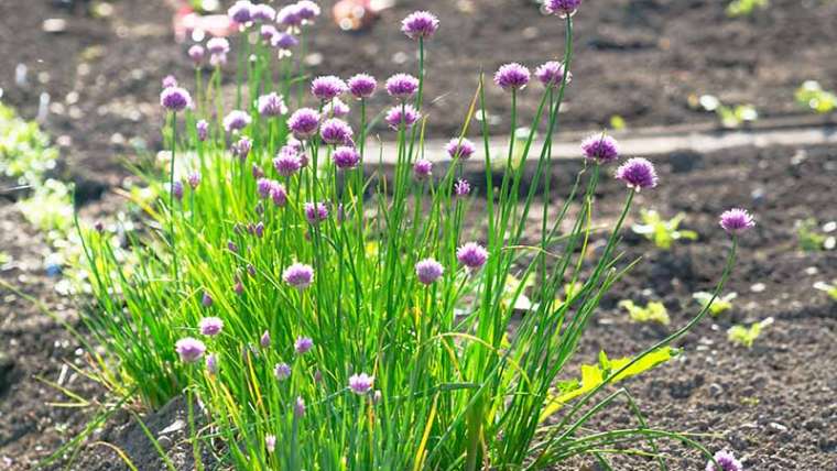 The Best Companion Planting for Chives