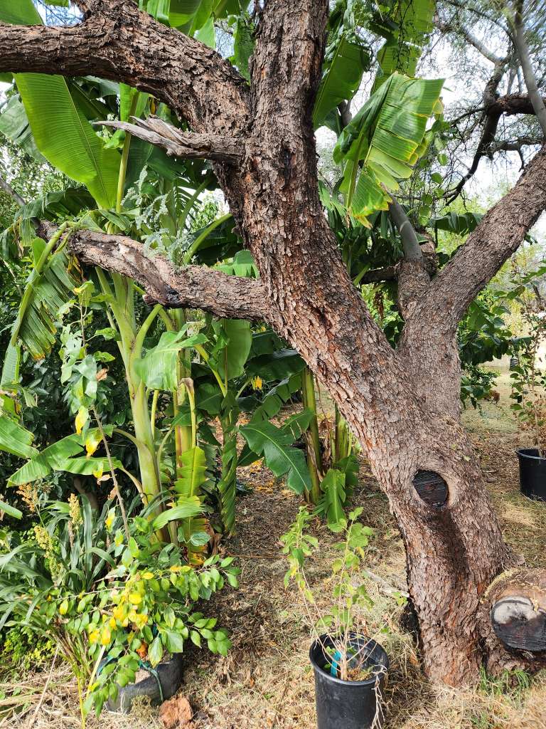 The Best Companion Planting for Comfrey