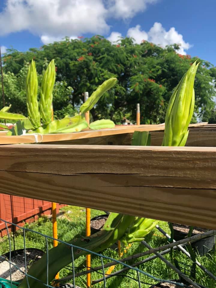 The Best Companion Planting for Dragon Fruit