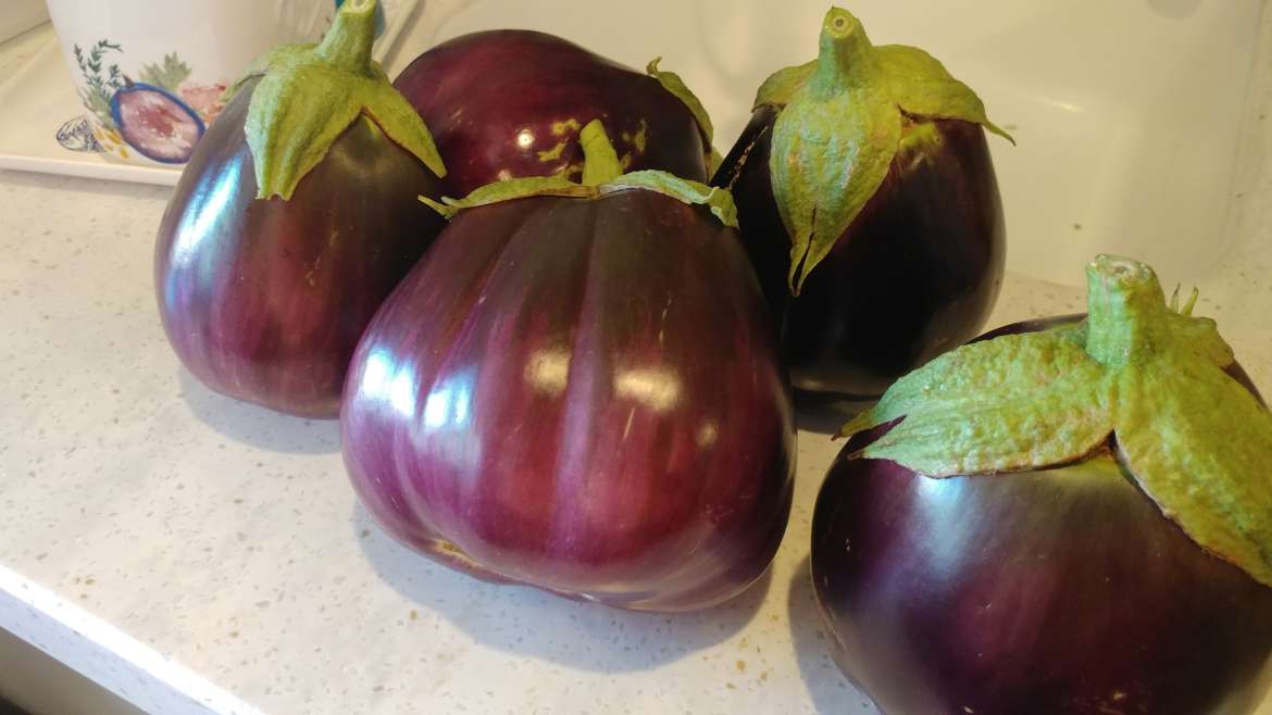 The Best Companion Planting for Eggplants