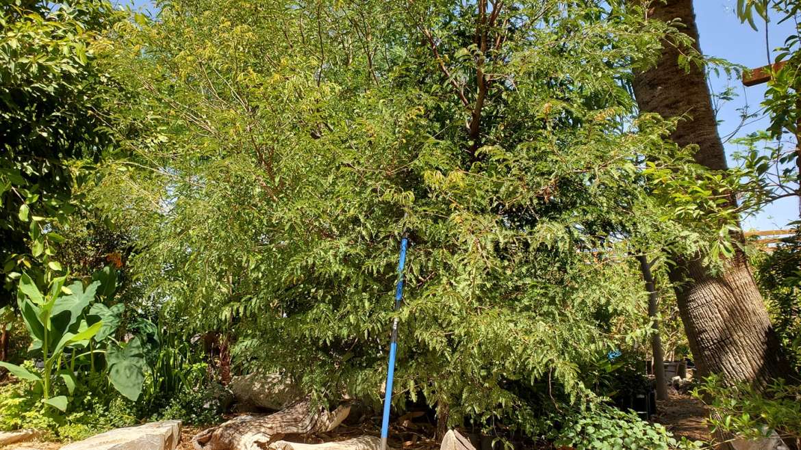 The Best Companion Planting for Radishes