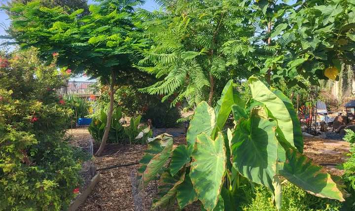 Companion Planting for Rosemary: A Complete Guide