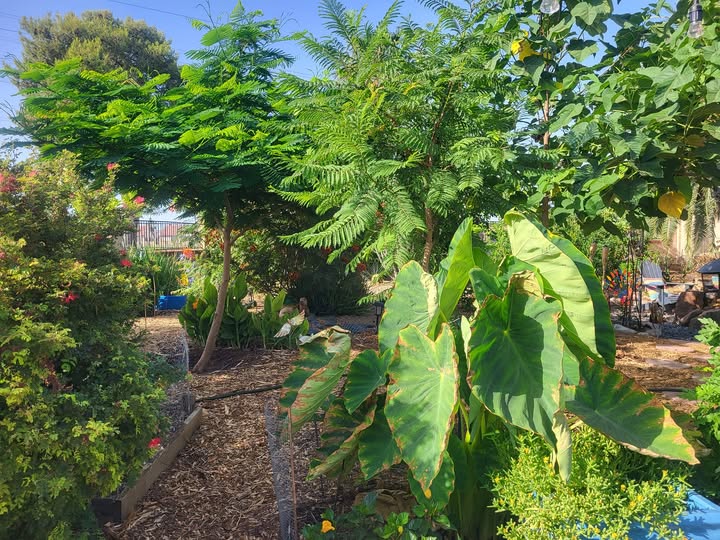 Companion Planting for Rosemary: A Complete Guide