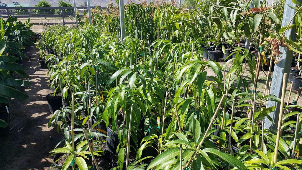 Tips for Growing Companion Plants with Mango Trees