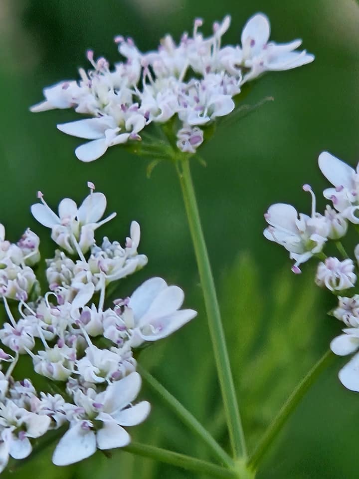 The garden is waking up.