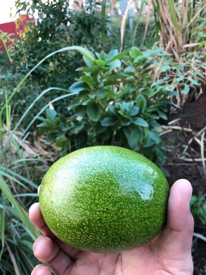 Tips for Growing Companion Plants with Avocado Trees