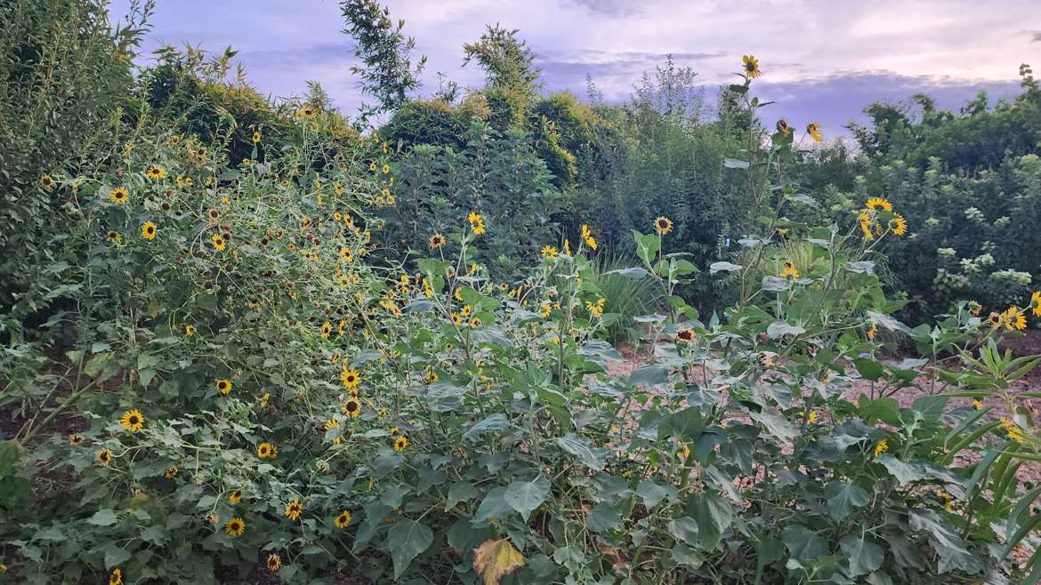 A Guide to Trap Crops and Trap Cropping for Pest Control