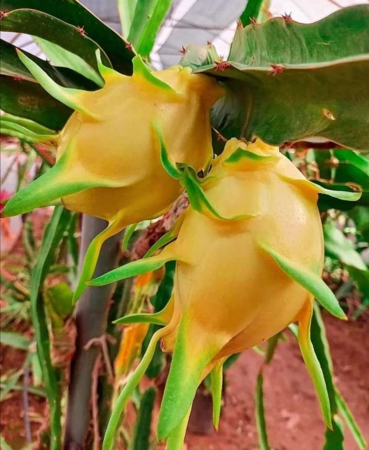 The Different Varieties of Dragon Fruit