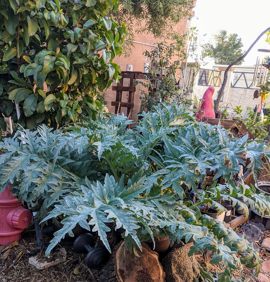 top Companion Planting for Artichokes