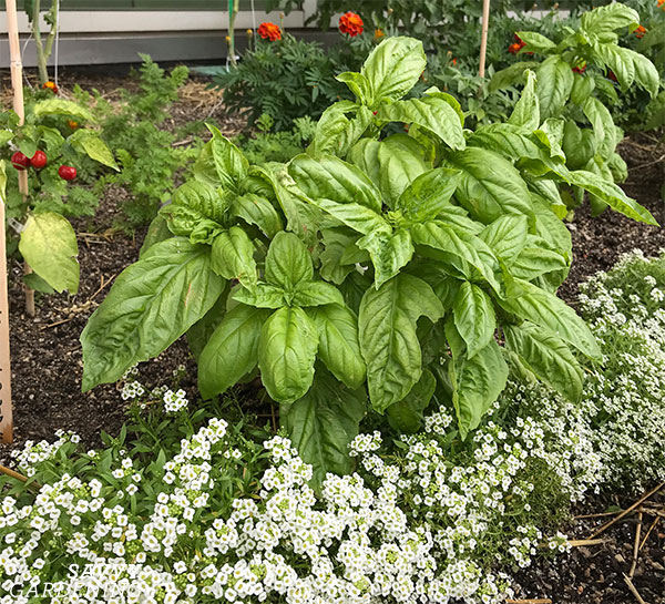 Why You Should Consider Companion Planting for Sweet Alyssum