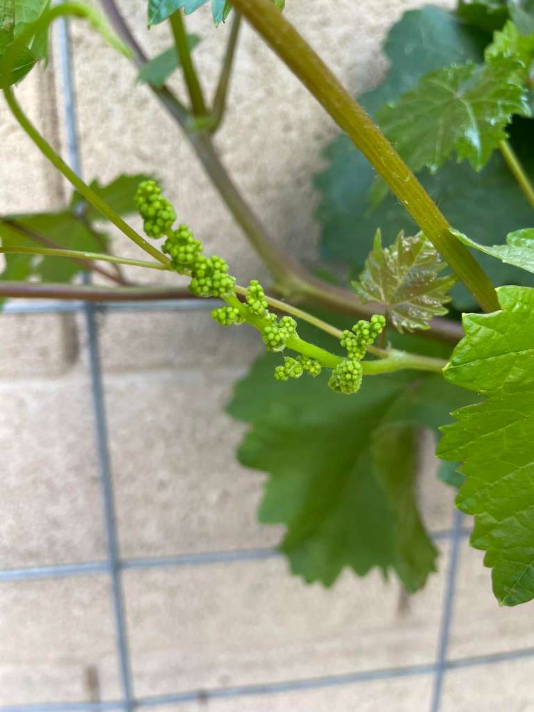Best Companion Plants for Grapes