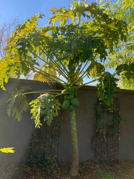 Best Companion Plants for Papaya