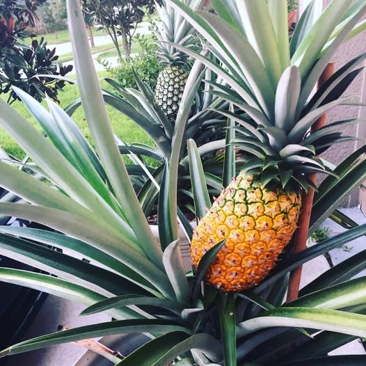 Plants to Avoid Planting Near Pineapples