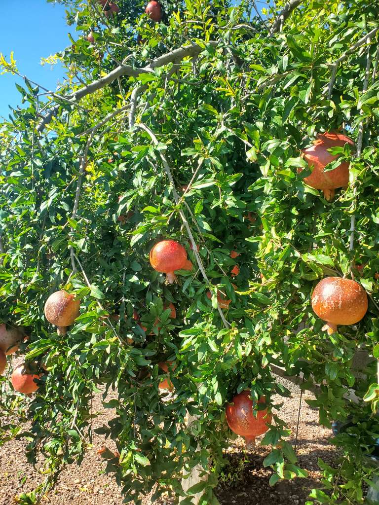 Best Companion Plants for Pomegranate Trees