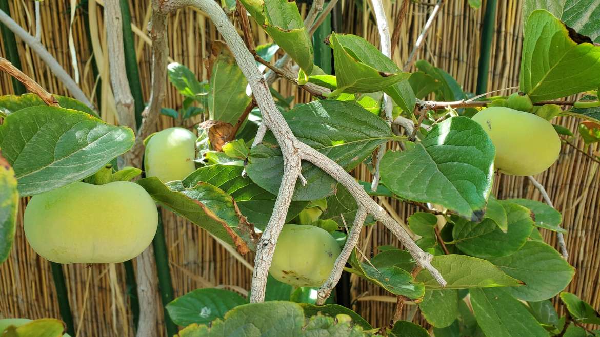 Companion Planting for Apple Trees: A Complete Guide