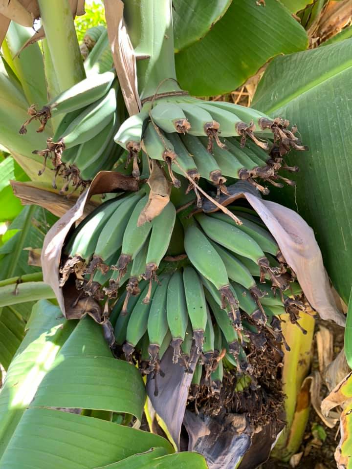 Why You Should Consider Companion Planting for Bananas