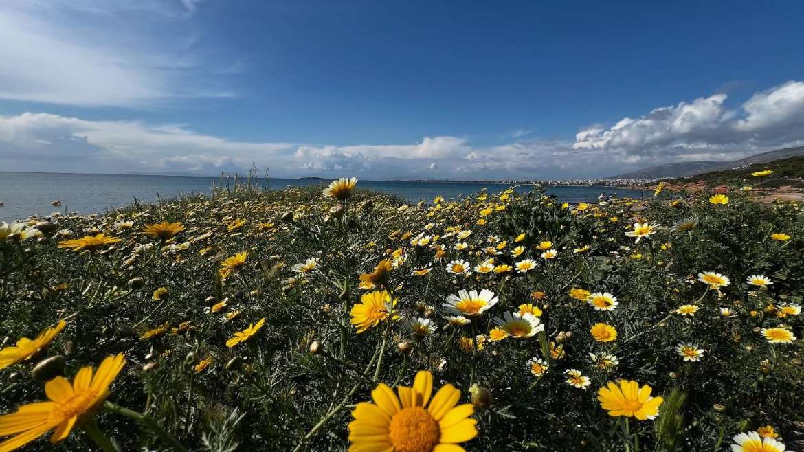 The Best Companion Planting for Daisies
