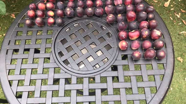 The Best Companion Planting for Fig Trees