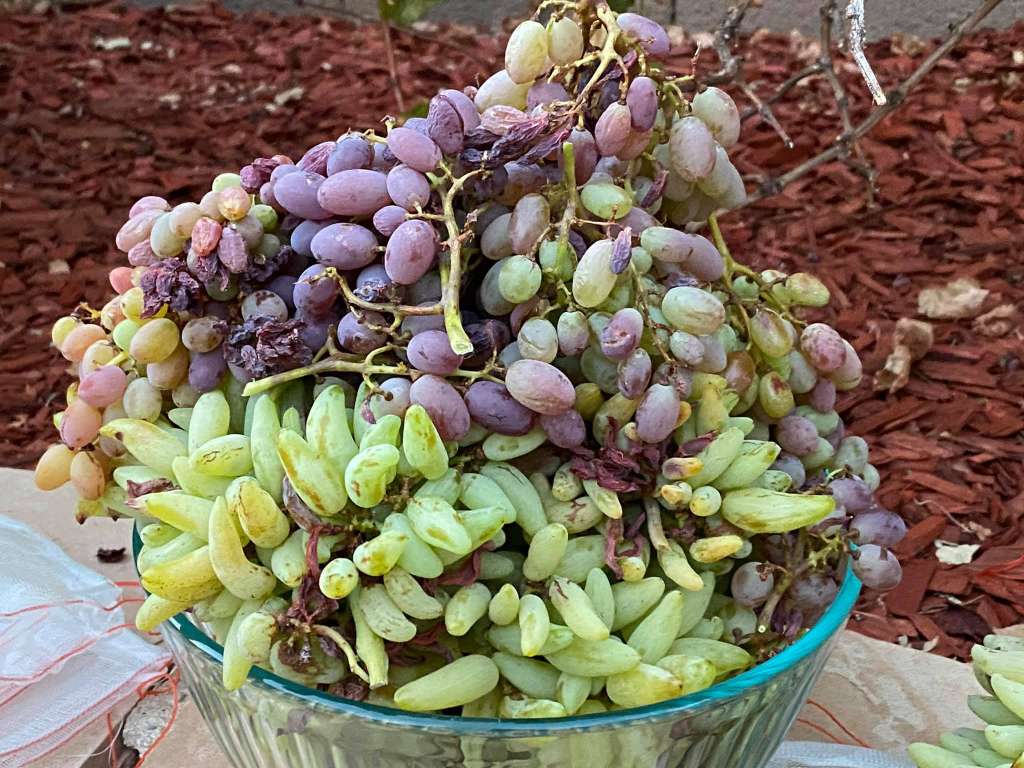 Companion Planting for Grapes