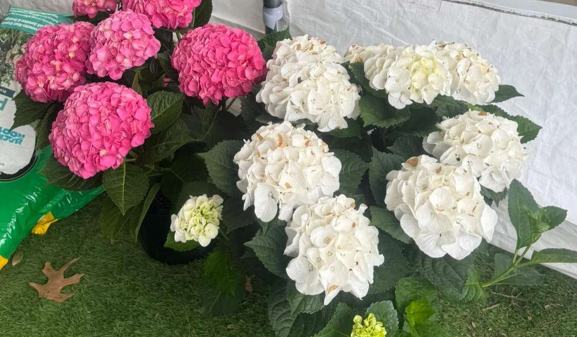The Best Companion Planting for Hydrangeas