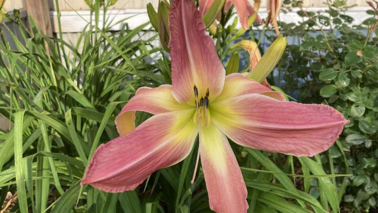 The Best Companion Planting for Lilies
