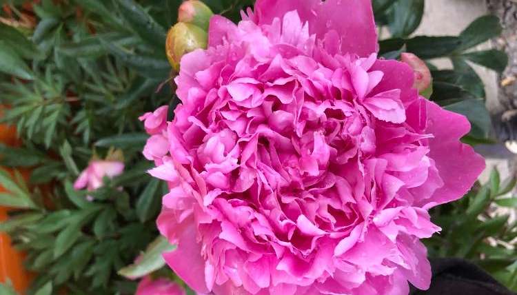 The Best Companion Planting for Peonies